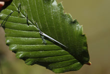 Load image into Gallery viewer, Tarjeta de Supervivencia Laytech.